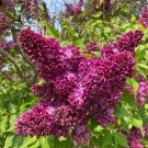 Syringa Vulgaris Monge Lilac Live Plant 1 Gallon Pot