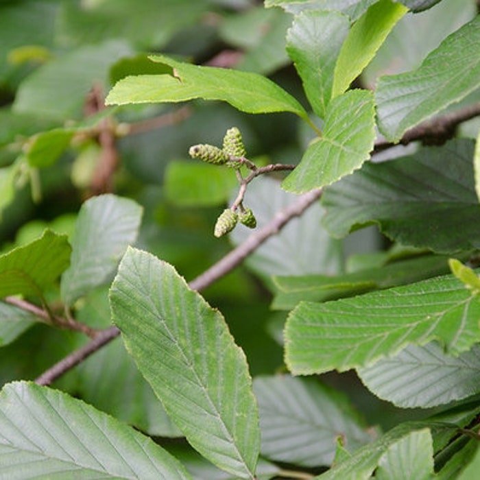 Alnus Serrulata Smooth Alder Native Plant 1 Gallon Pot
