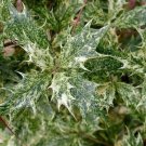 Osmanthus Heterophyllus Goshiki Goshiki False Holly 1 Gallon Pot