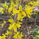 Forsythia Suspensa F Atrocaulis Heirloom Forsythia Live Plant 1 Gallon Pot