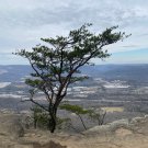 Pinus Virginiana Virginia Pine Native Tree 12 Inch Tall 1 Gallon Pot