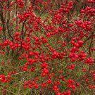Ilex Verticillata Red Sprite Dwarf Winterberry Live Plant 12 Inch Tall 1 Gallon Pot