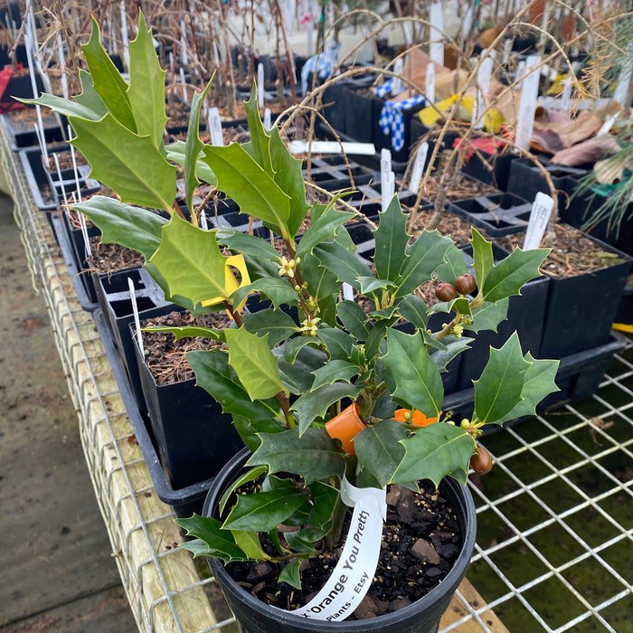Ilex X Orange You Pretty Live Plant 1 Gallon Pot