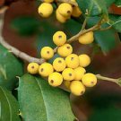 Ilex Opaca Longwood Gardens American Holly Live Plant 12 Inch Tall 1 Gallon Pot