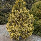 Chamaecyparis Obtusa Melody False Cypress 1 Gallon Pot