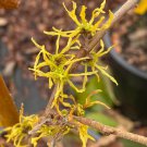 Hamamelis Virginiana Ice Queen Witch Hazel Live Plant 12 Inch Tall 1 Gallon Pot