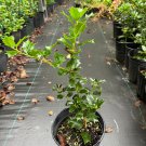 Ilex X Conive Holly 1 Gallon Pot