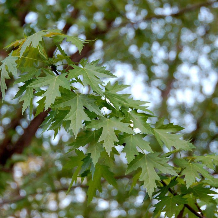 Acer Saccharinum Silver Maple Tree Live Plant 1 Gallon Pot 24 Inch Tall