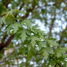 Acer Saccharinum Silver Maple Tree Live Plant 1 Gallon Pot 24 Inch Tall