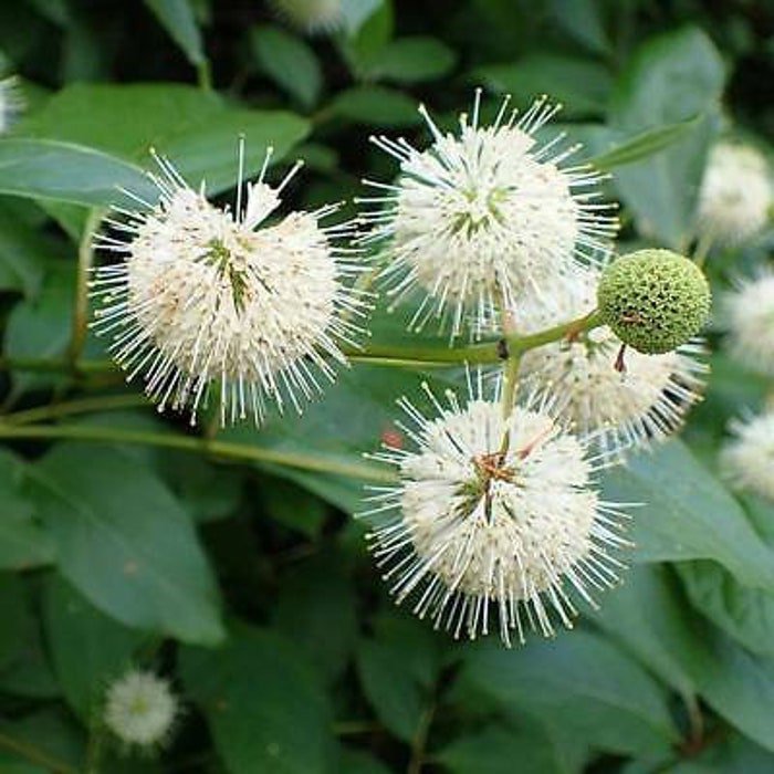 Cephalanthus Occidentalis Buttonbush Native Plant 1 Gallon Pot