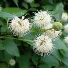 Cephalanthus Occidentalis Buttonbush Native Plant 1 Gallon Pot