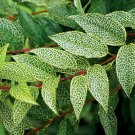 Forsythia Viridissima Var Koreana Kumson Variegated Forsythia Live Plant 1 Gallon Pot