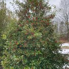 Ilex Opaca Miss Helen Female American Holly Live Plant 12 Inch Tall 1 Gallon Pot