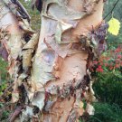 Betula Nigra River Birch Single Stem Live Plant 1 Gallon Pot