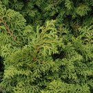 Chamaecyparis Obtusa Kosteri Hinoki Cypress 1 Gallon Pot