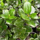 Ilex X Conty Holly 1 Gallon Pot