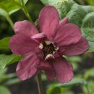 Calycanthus X Raulstonii Hartlage Wine Sweetshrub 1 Gallon Pot Size Plant
