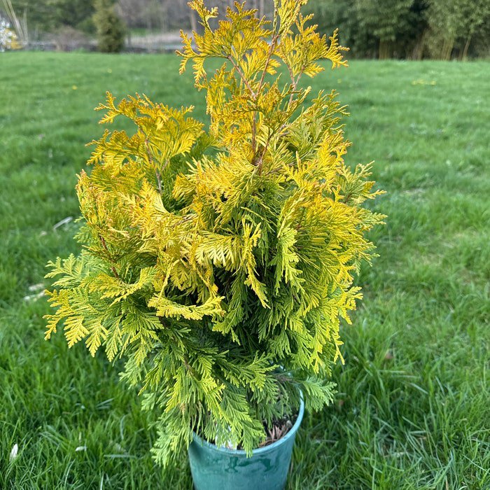 Thuja Occidentalis Sudworth Sudworth Gold Arborvitae 1 Gallon Pot