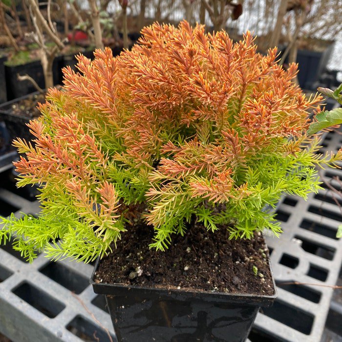 Thuja Occidentalis Rheingold Arborvitae Live Plant 1 Gallon Pot