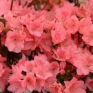 Azalea Blaauws Pink Live Plant 1 Gallon Pot