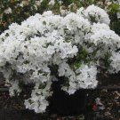 Azalea Delaware Valley White Live Plant 1 Gallon Pot