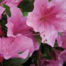 Azalea Kaempo Live Plant 1 Gallon Pot