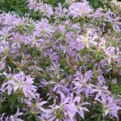 Azalea Koromo Shikibu Live Plant 1 Gallon Pot