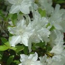 Azalea Snowball Live Plant 1 Gallon Pot
