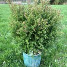 Thuja Occidentalis Sherwood Moss Dwarf Arborvitae 1 Gallon Pot