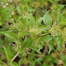Cornus Officinalis Lemon Zest Japanese Cornel Dogwood Live Plant 1 Gallon Pot