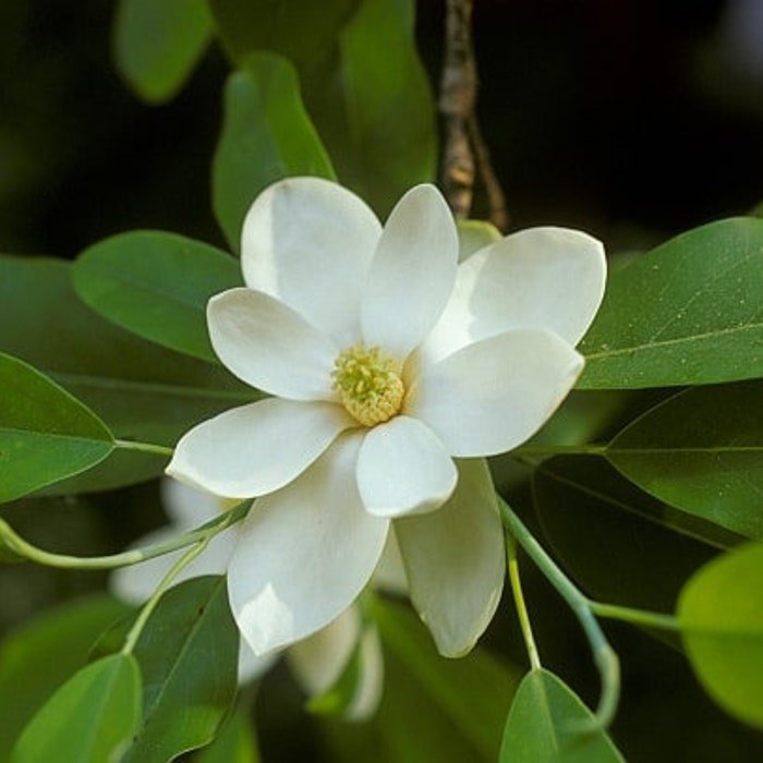 Magnolia Virginiana Sweetbay Magnolia Native Tree 1 Gallon Pot