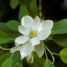 Magnolia Virginiana Sweetbay Magnolia Native Tree 1 Gallon Pot