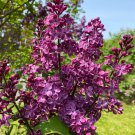 Syringa X Hyacinthiflora Declaration Lilac Live Plant 1 Gallon Pot