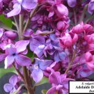 Syringa Vulgaris Adelaide Dunbar Lilac Purple Flowering Lilac Live Plant 1 Gallon Pot