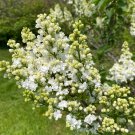Syringa Vulgaris Fiala Remembrance Lilac Live Plant 1 Gallon Pot