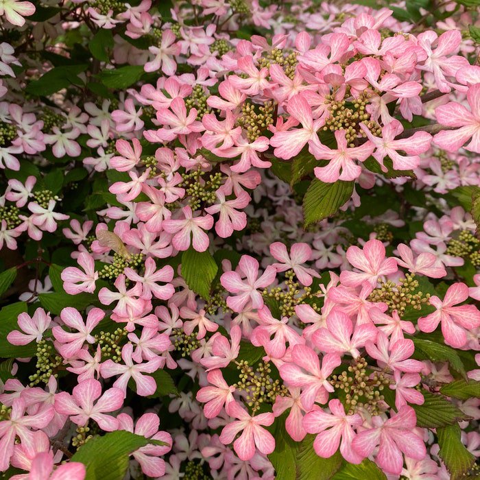 Viburnum Plicatum Var Tomentosum Molly Schroeder Viburnum Live Plant 1 Gallon