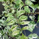 Campsis Radicans Takarazuka Variegated Trumpet Vine 1 Gallon Pot