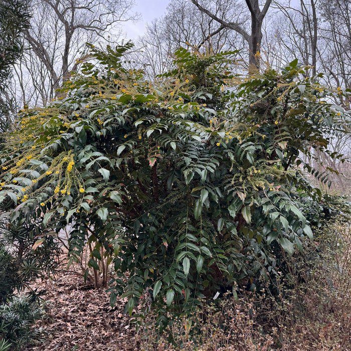 Mahonia X Media Winter Sun Live Plant 1 Gallon Pot