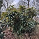 Mahonia X Media Winter Sun Live Plant 1 Gallon Pot