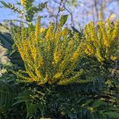Mahonia X Media Underway Live Plant 1 Gallon Pot