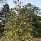 Ilex Opaca Steward S Silver Crown Variegated American Holly Live Plant 6 Inch Tall