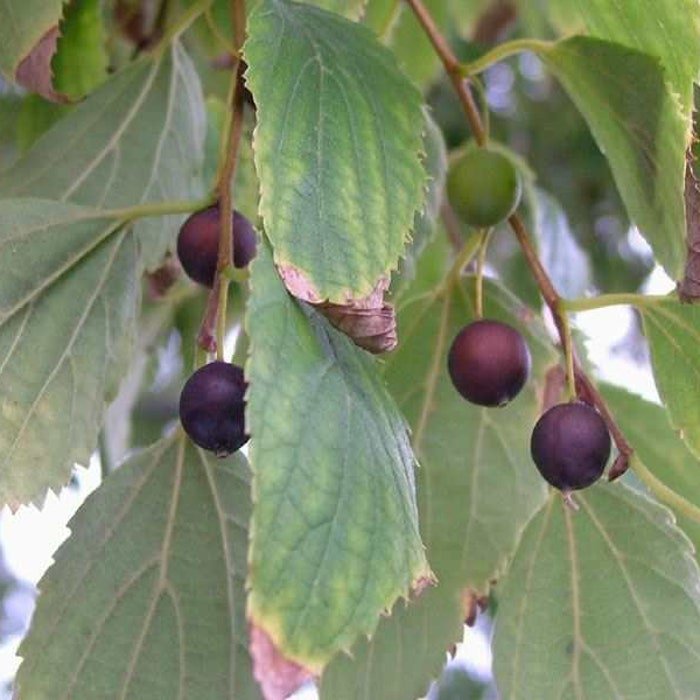 Celtis Occidentalis Hackberry Tree Native Tree 18 Inch Tall 1 Gallon Pot