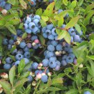 Vaccinium Angustifolium Lowbush Blueberry Live Plant 1 Gallon Pot