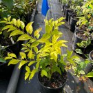 Forsythia Viridissima Gold Leaf Yellow Leaf Forsythia Live Plant 1 Gallon Pot