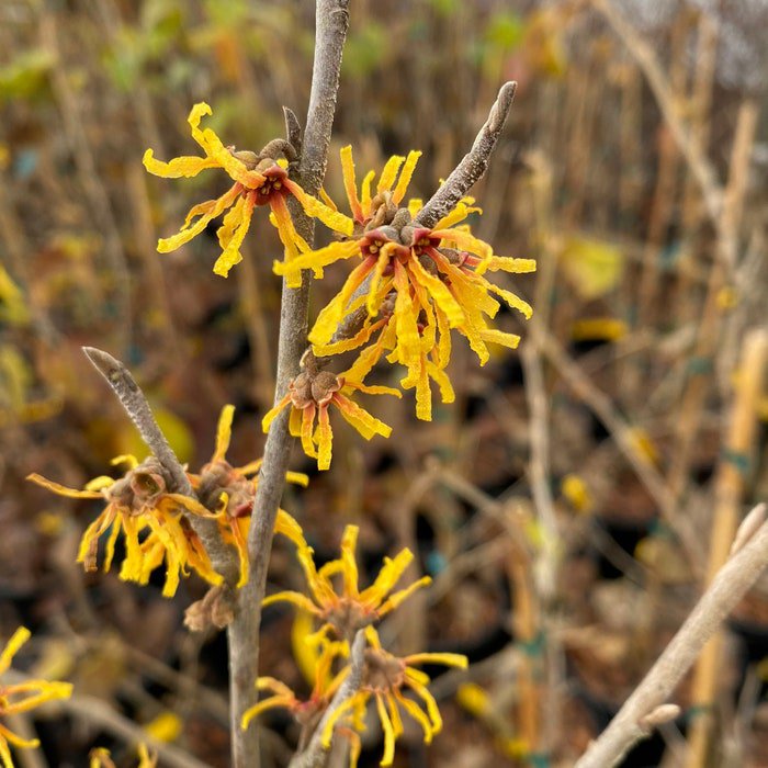 Hamamelis Virginiana Winter Champagne Witch Hazel Live Plant 18 Inch Tall 1 Gallon Pot