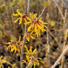 Hamamelis Virginiana Winter Champagne Witch Hazel Live Plant 18 Inch Tall 1 Gallon Pot