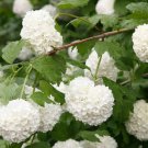 European Snowball Bush Viburnum Opulus Roseum 1 Gallon Pot