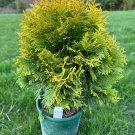 Thuja Occidentalis Gold Drop Dwarf Arborvitae 1 Gallon Pot
