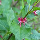 Lonicera Alpigena Alpine Honeysuckle 1 Gallon Pot