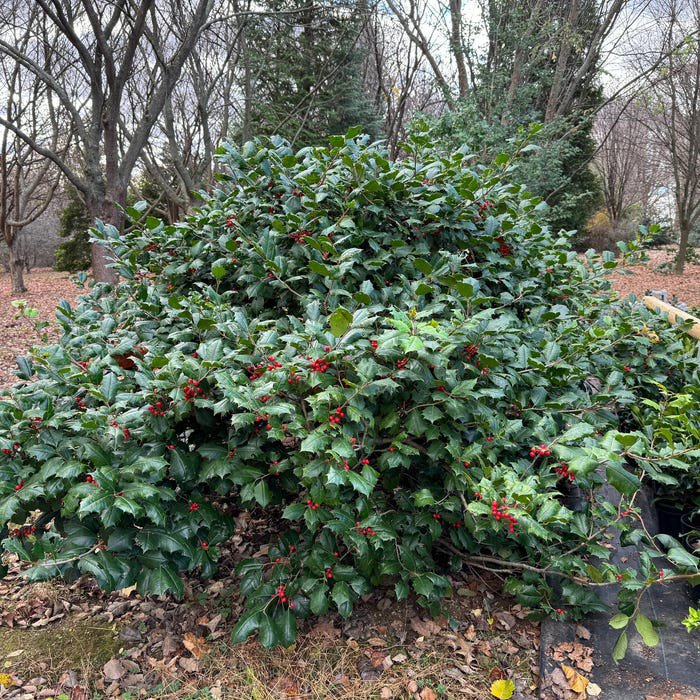 Ilex Opaca Clarendon Spreading Dwarf American Holly Live Plant 12 Inch Tall 1 Gallon Pot